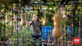 FOTO: Cerita Petani Urban Sulap Lahan Nganggur Jadi Pertanian
