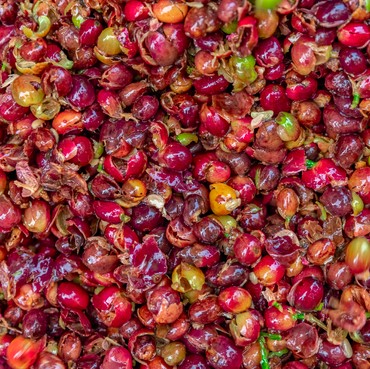 Kulit Kopi dan Pala Bisa Jadi Minuman Penjaga Kesehatan Mental