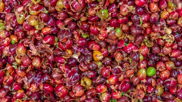 img-title Kulit Kopi dan Pala Bisa Jadi Minuman Penjaga Kesehatan Mental