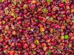 Kulit Kopi dan Pala Bisa Jadi Minuman Penjaga Kesehatan Mental
