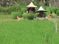Nilai Tukar Pertanian Subsektor Hortikular Turun Jadi 4,12 Persen