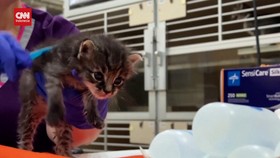VIDEO: Beruntungnya Bayi-bayi Kucing di New York