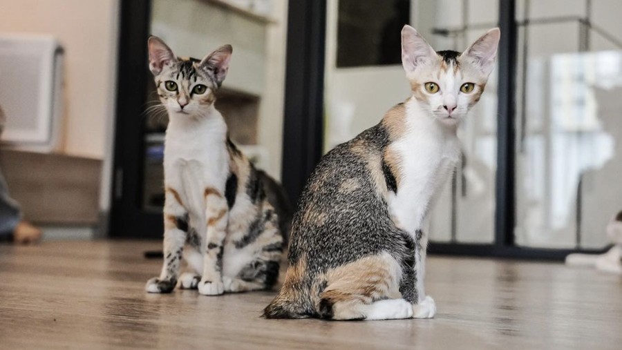 Di 5 Kafe Ini Bisa Makan Enak Sekaligus Main Bareng Kucing