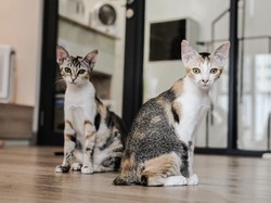 Klarifikasi Petugas yang Dipecat Usai Evakuasi Kucing, Netizen Mulai Geram dengan Oknum Cat Warrior