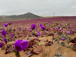 Anomali Hamparan Bunga di Gurun Atacama Chili Imbas El Nino
