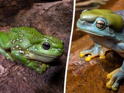 Katak Hijau Berubah Warga Biru yang Bikin Takjub Ilmuan