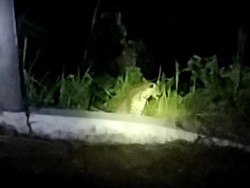 Kala Macan Tutul Jalan-jalan di Permukiman Warga Gunungmanik