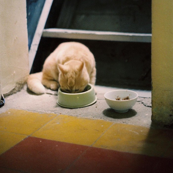 Makanan hewan peliharaan