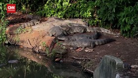 VIDEO: Perburuan Malam demi Jaga Buaya Caiman Brasil