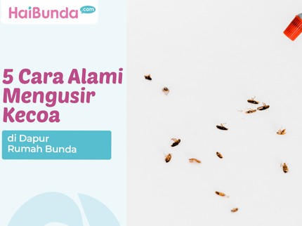 5 Cara Alami Mengusir Kecoa di Dapur Rumah Bunda