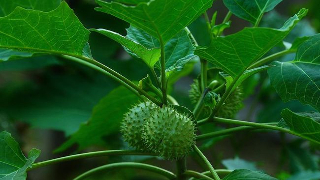 Sekelompok remaja di Kalimantan Selatan mabuk kecubung hingga dirawat di rumah sakit. Apa saja bahaya makan kecubung?
