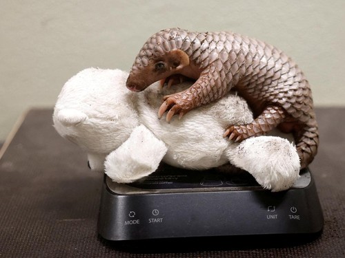 A newly born critically endangered Chinese pangolin is being weighed at Prague Zoo in Prague, Czech Republic, July 10, 2024.     REUTERS/David W Cerny     TPX IMAGES OF THE DAY