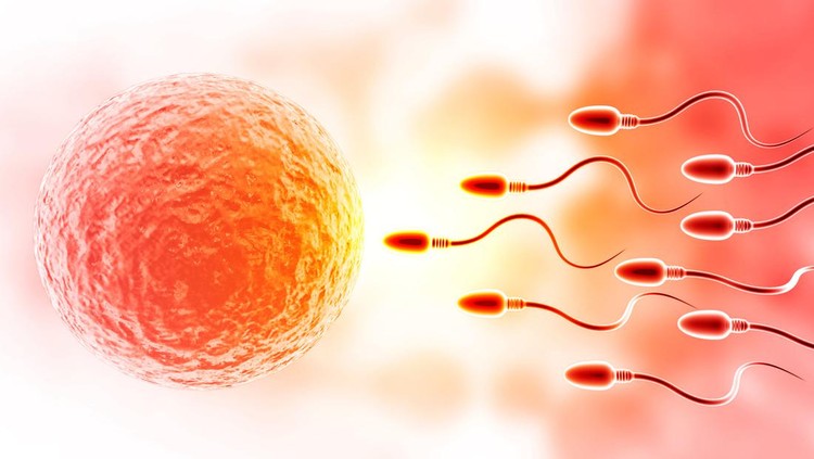 Spermatozoa