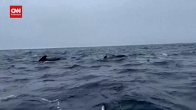 VIDEO: Kemunculan Ribuan Paus Pilot di Permukaan Samudera Atlantik