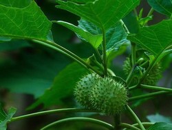 Heboh Kasus di Banjarmasin, Ini Kandungan Zat dan Dampak Fatal Konsumsi Kecubung