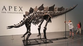 Pecah Rekor, Kerangka Stegosaurus Langka Terjual Rp720 Miliar