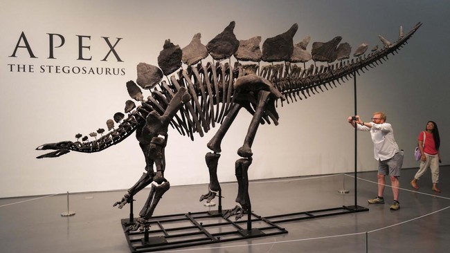 Penemuan Fosil Stegosaurus Langka Menggemparkan Dunia dengan Harga Lelang yang Fantastis