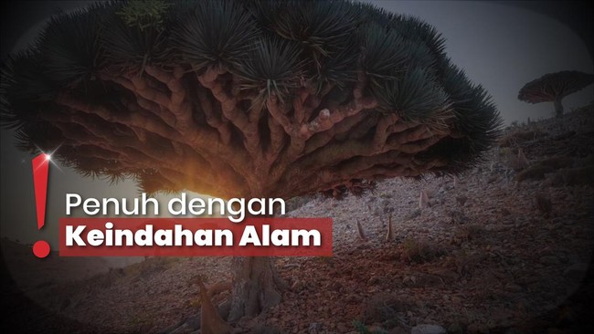 Wisata Socotra, Tempat Unik Punya Pohon Nangis Darah dan Pulau Dajjal