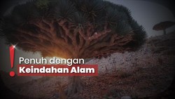 img-title Wisata Socotra, Tempat Unik Punya Pohon Nangis Darah dan Pulau Dajjal