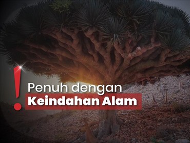 img-title Wisata Socotra, Tempat Unik Punya Pohon Nangis Darah dan Pulau Dajjal