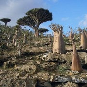 5 Fakta Menarik Pulau Socotra yang Disebut Paling Misterius