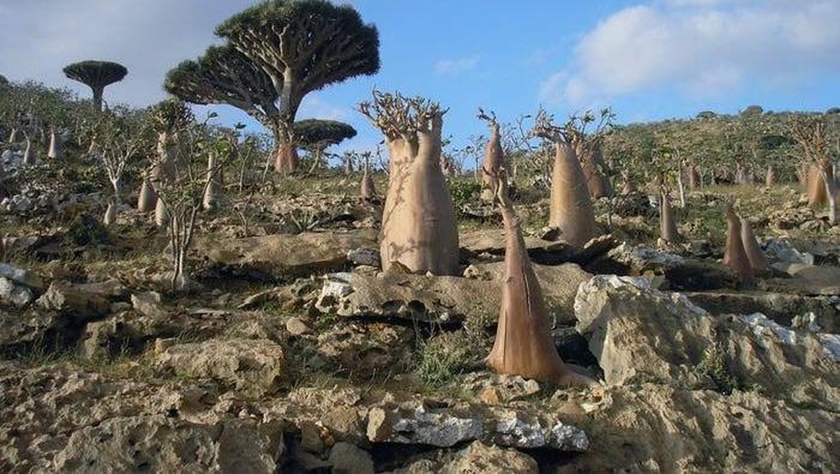 5 Fakta Menarik Pulau Socotra yang Disebut Paling Misterius