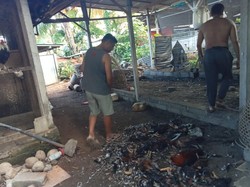 Kawanan Anjing Liar Mangsa Ternak di Klungkung, Sisakan Bangkai Berserakan