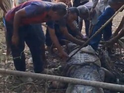 Geger Buaya Jantan 3,6 Meter Ditangkap Warga di Pantai Alor