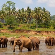 8 Fakta Unik Sri Lanka, Negara yang Dijuluki 