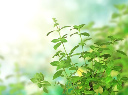 23 Tanaman Herbal untuk Menyembuhkan Berbagai Penyakit, Pilihan Obat Alami