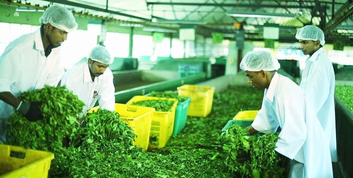 8 Fakta Unik Sri Lanka, Negara "Tetesan Air Mata India"