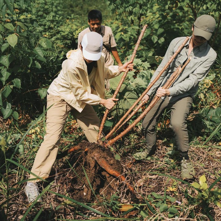 <p>"Senangnya, akupun sempat <em>foraging</em> atau meramban di hutan sekitar untuk makanan kami sore itu atau buat besoknya. Daun-daunan, pakis, dan singkong langsung dari akarnya," cerita Maudy dalam unggahannya di media sosial. (Foto: Instagram @maudyayunda)</p>