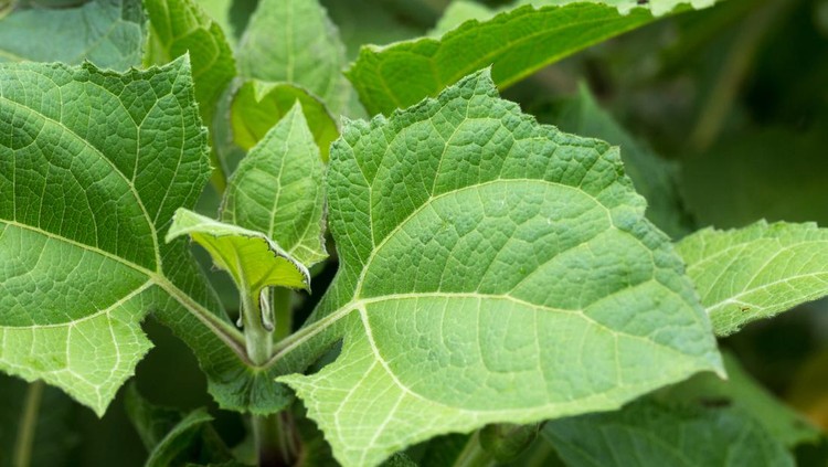 Daun insulin atau Smallanthus sonchifolius atau Yacon