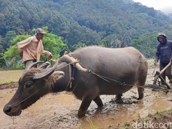 Mitos Kerbau Gaib yang Menjaga Sungai Citarik