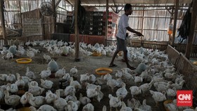 BGN: Anggaran Rp20 Triliun dari Danantara untuk Biayai Peternak Ayam