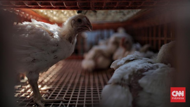 Terkait anjloknya harga ayam hidup di tingkat peternak, Kementan dorong pelaku usaha untuk menyerap livebird langsung dari peternak.