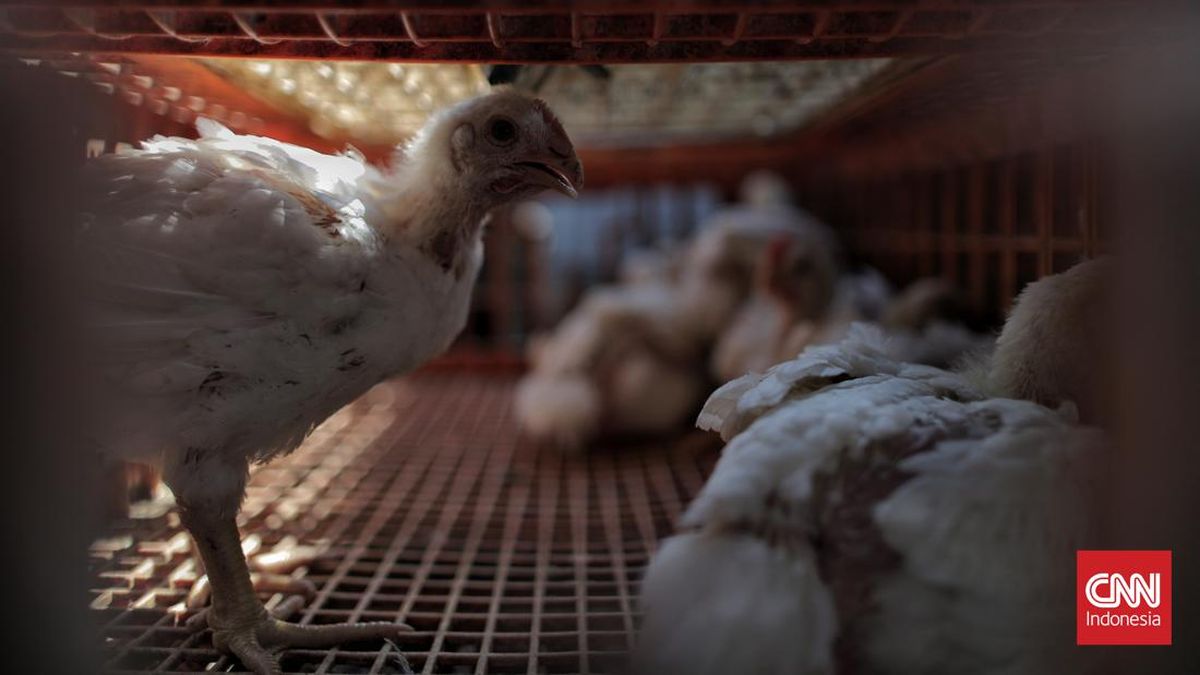 Harga Ayam di Peternak Anjlok, Kementan Dorong Penyerapan Livebird