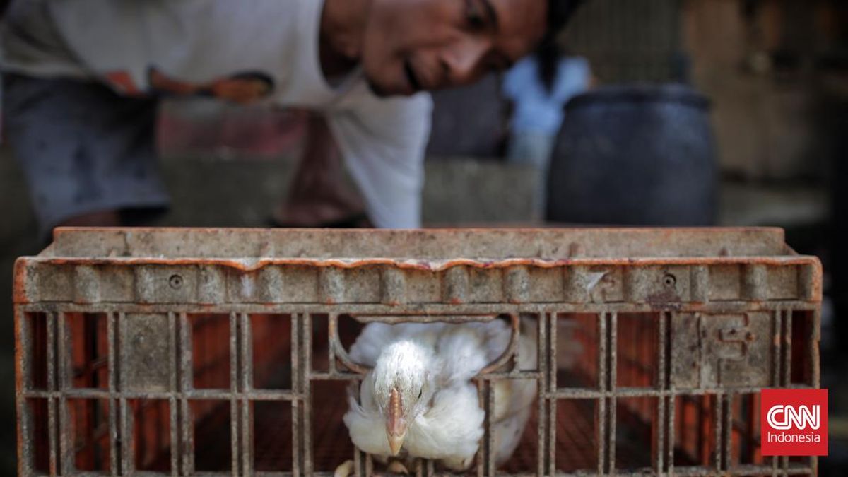 Bapanas Siapkan Bansos Ayam hingga Telur Imbas Harga Amblas