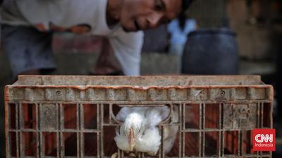 Pekerja menangkap ayam pada sebuah peternakan ayam potong kawasan Kalimalang, Jakarta, Selasa, 16 Juli 2024. (CNN Indonesia/Adhi Wicaksono)