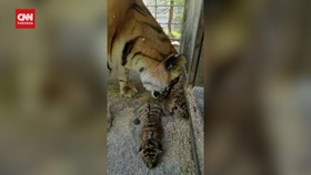VIDEO: Beda Kelakuan 2 'Emak-emak' Harimau Langka usai Melahirkan