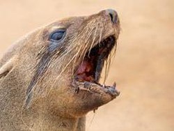 Pertama di Dunia, Anjing Laut Afrika Selatan Terjangkit Virus Rabies
