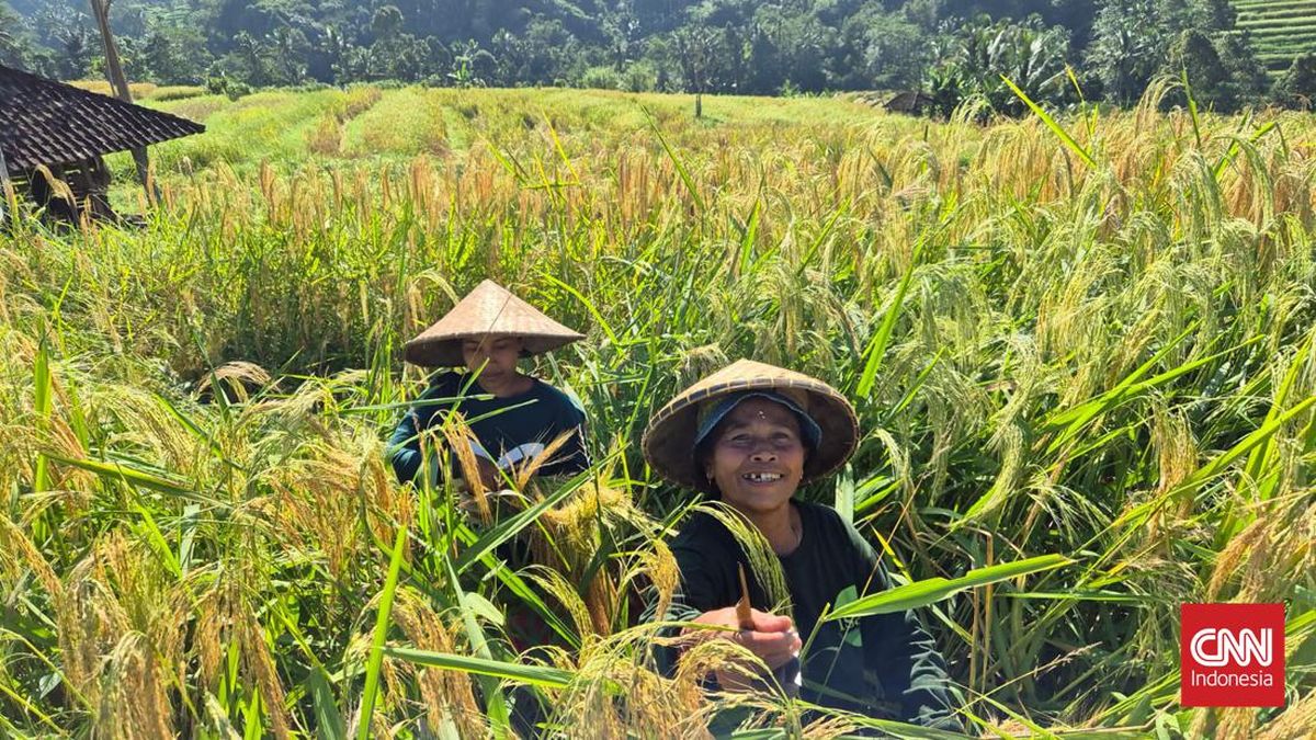 Kunjungi Aljazair, Wamentan Wujudkan Pupuk Murah untuk Petani