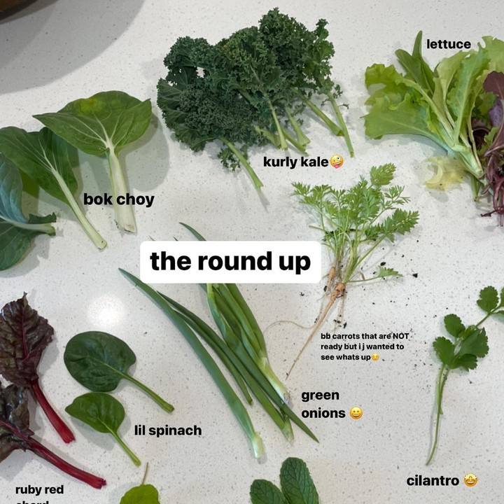 <p>Di laman media sosialnya, Niki kerap memperlihatkan hasil panennya. Kali ini, ia mengumpulkan berbagai jenis tanaman hijau seperti selada, bayam, daun mint, daun ketumbar, hingga bok choy. (Foto: Instagram @nikizefanya)</p>