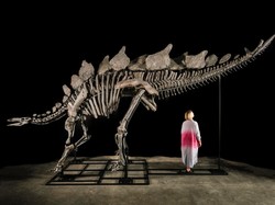Fosil Stegosaurus Pecah Rekor Terjual Rp 720 Miliar