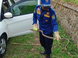 Ngeri! Ular King Koros Masuk Mobil hingga Klinik Kesehatan di Ciamis