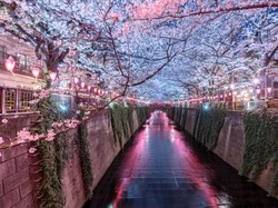 7 Destinasi Wisata Musim Semi di Jepang yang Wajib Dikunjungi