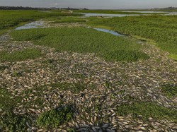Ribuan Ikan Mati di Sungai Sao Paulo Brasil Imbas Limbah Industri