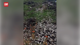 VIDEO: Ribuan Ikan di Meksiko Mati Akibat Limbah Industri