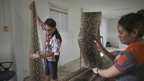 FOTO: Thailand Manfaatkan Ular Piton Jadi Alternatif Sumber Protein