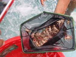 KKP Dorong Kebijakan Pengelolaan Jaga Keberlanjutan Pemanfaatan Lobster